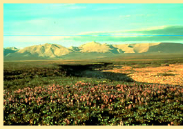 Caribou scenery